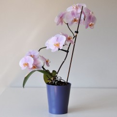 Doniczka na orchidee Merina 0275/15/2033 chabrowy mat