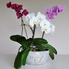 Niewysoka osłona na orchidee Wera 218203/28 niebieski szkliwiony