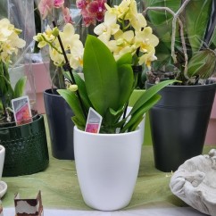 Osłonka na małego storczyka Orchid Philips 500/13 biały mat