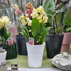 Doniczki do małych storczyków Orchid Rukas 501/13 biały mat